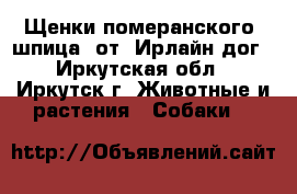 Щенки померанского  шпица  от  Ирлайн-дог - Иркутская обл., Иркутск г. Животные и растения » Собаки   